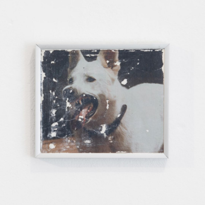 Cão Branco II, Cão Branco, 2025 - Tetê Lian