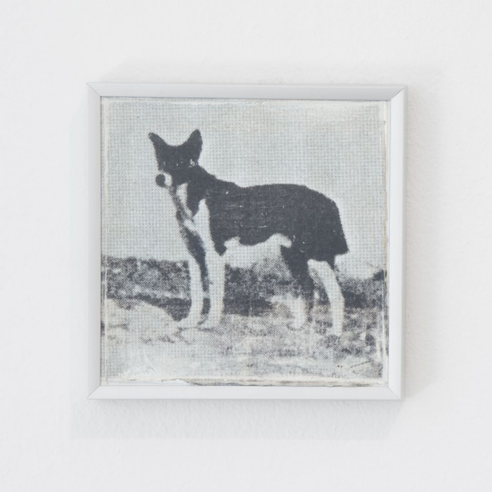 Cão de Canaã (Dugma), Cão de Canaã, 2025 - Tetê Lian